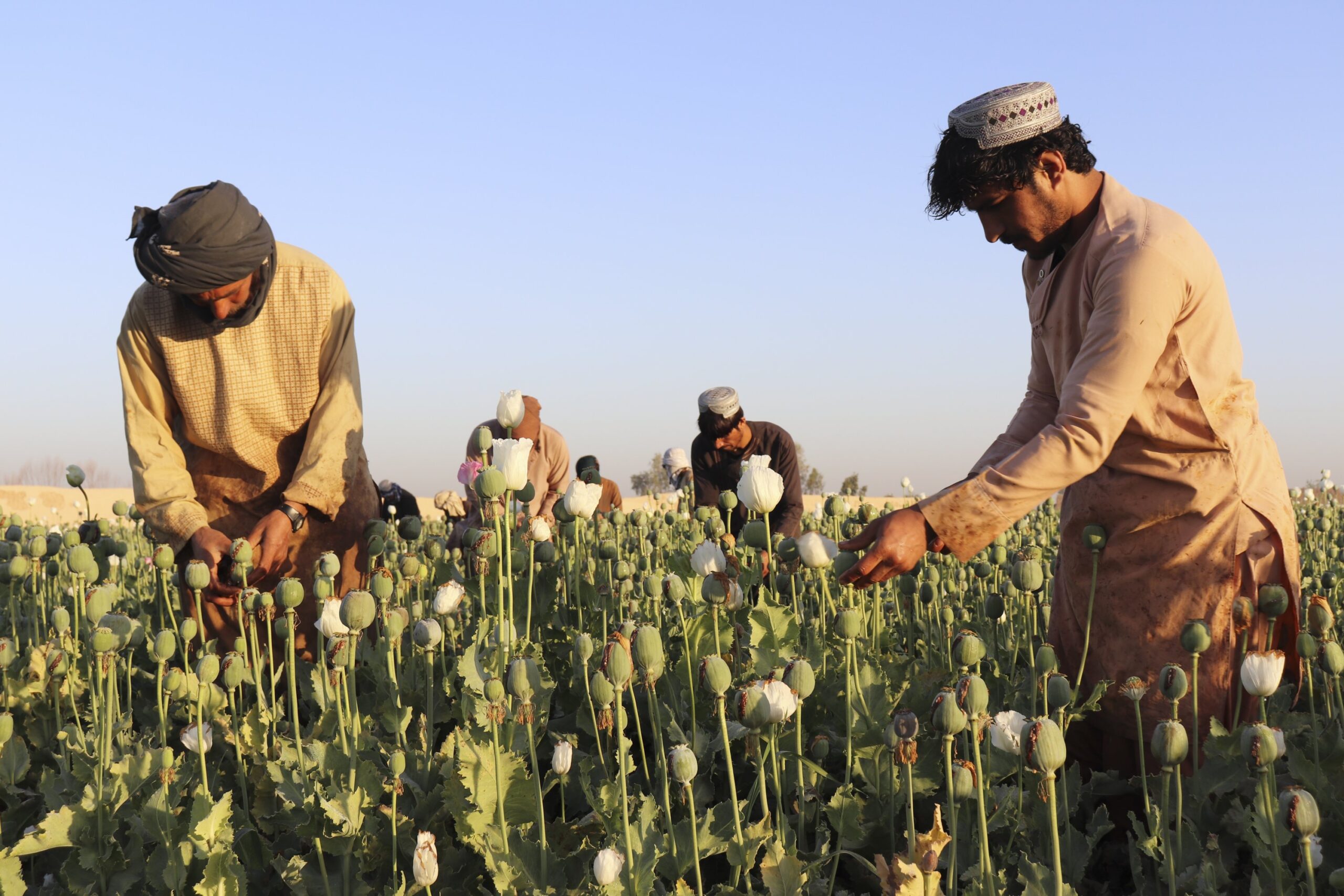 Produksyon ng opium sa Afghanistan bumagsak